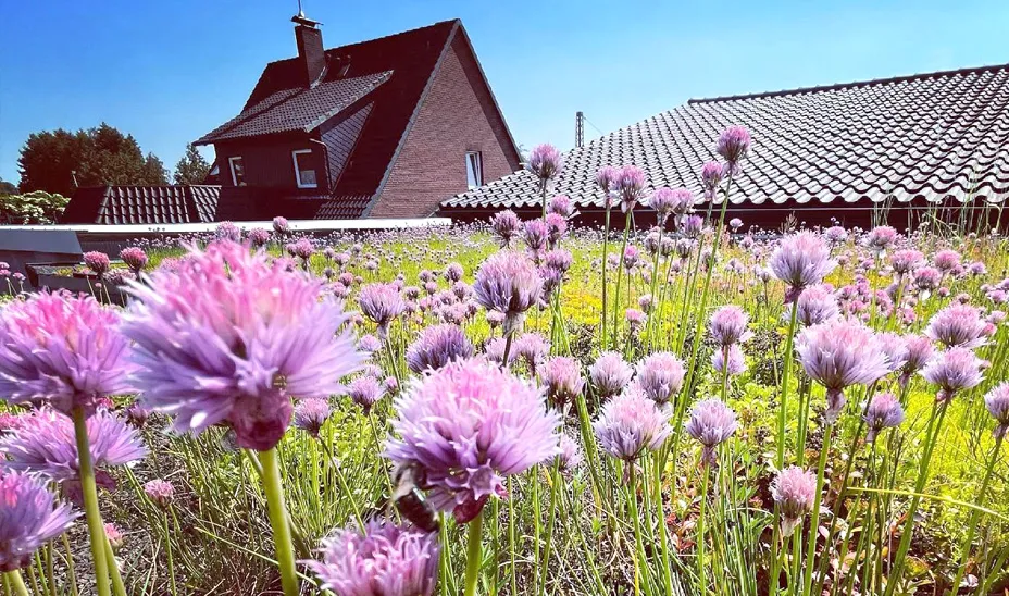 Dachbegrünung auf dem Flachdach eines Mehrfamilienhauses